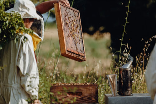 Beekeeper inspecting a honeycomb frame beside a beehive in a natural meadow