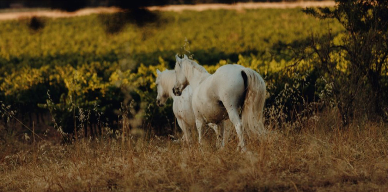 White horses grazing near a vineyard in a natural landscape promoting biodiversity