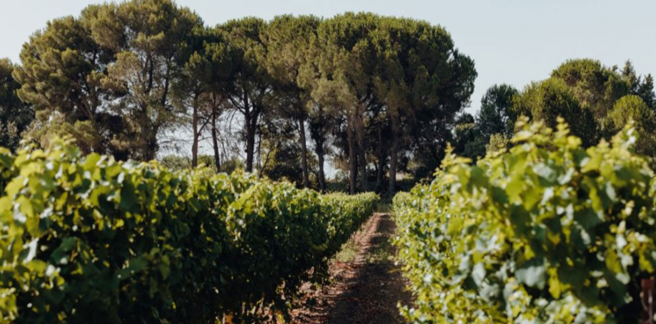 Vineyard rows surrounded by trees in a natural landscape supporting biodiversity