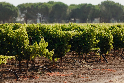 Sustainable vineyard with drip irrigation supporting grape cultivation and soil health