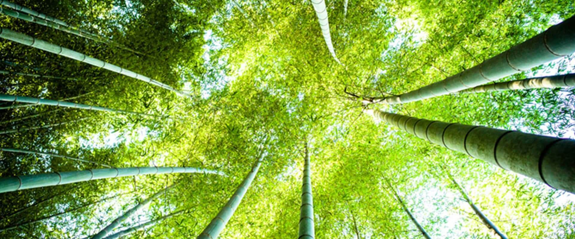 Gorgeous green stuff to get you going.
